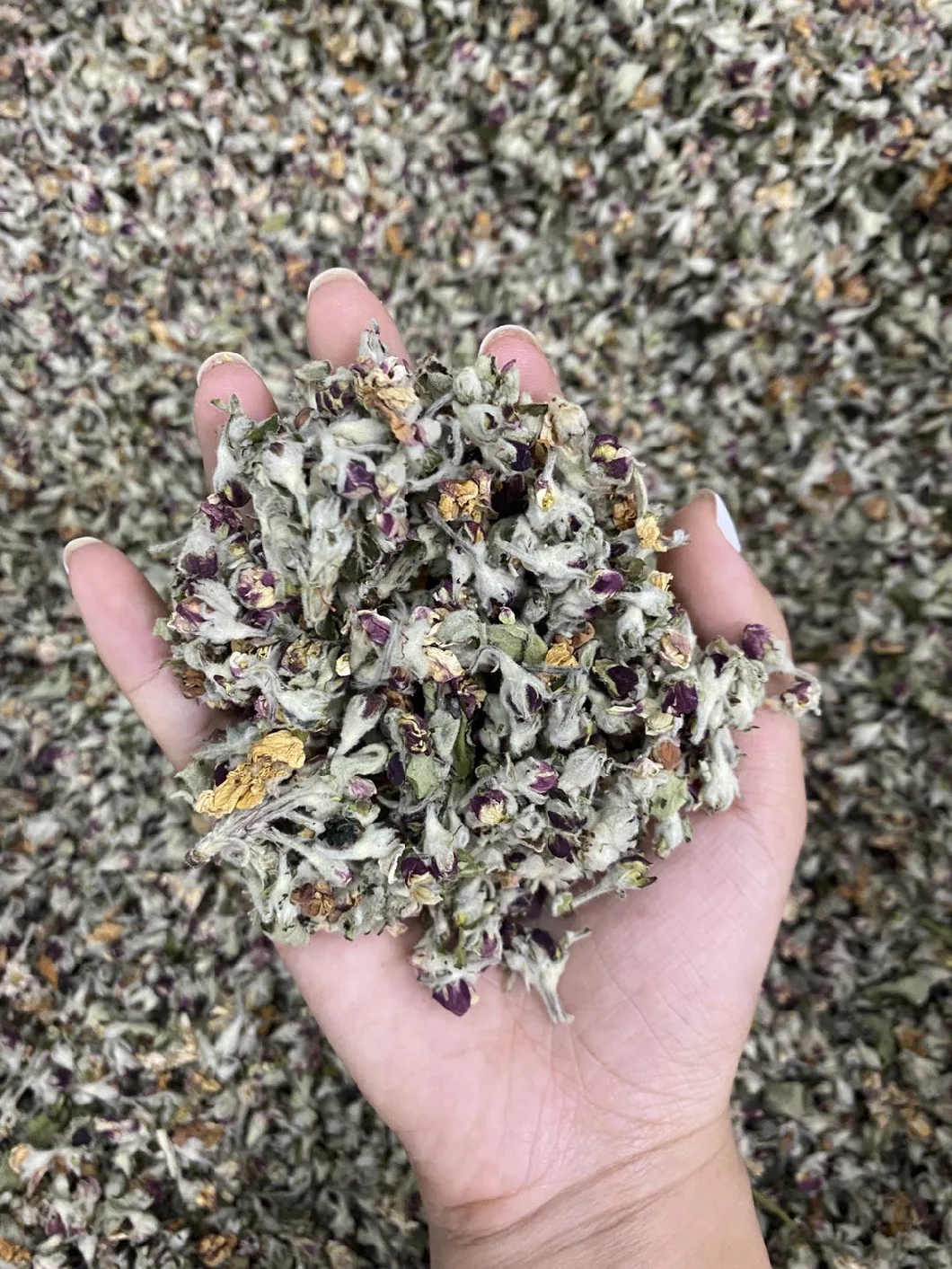 Free Sample Organic Dried Apple Blossom Flower Tea for Beauty