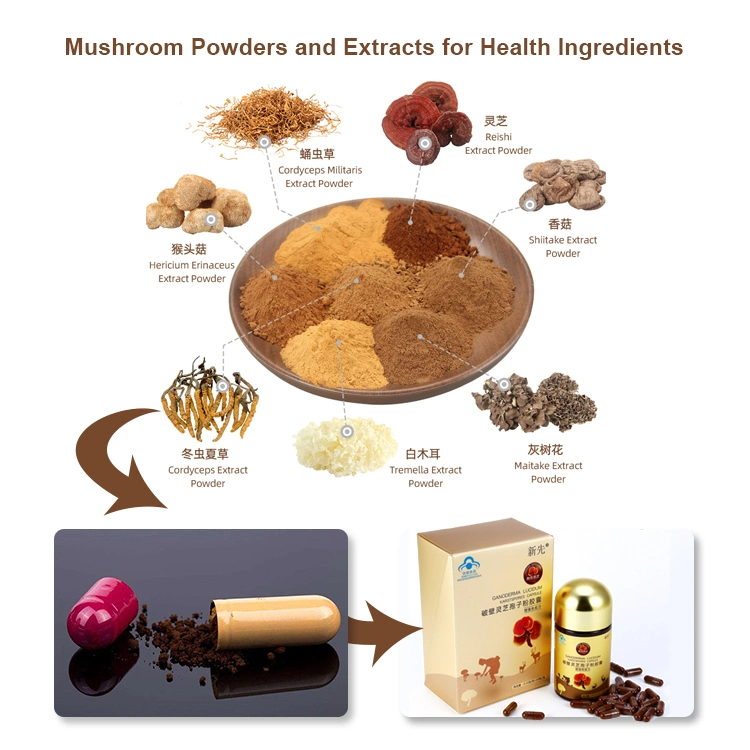 Organic Reishi Mushroom Plant Extract Reishi Powder Ganoderma Mushroom Ganoderma Lucidim Mushroom Herbal Powder as Adaptogenic Mushrooms